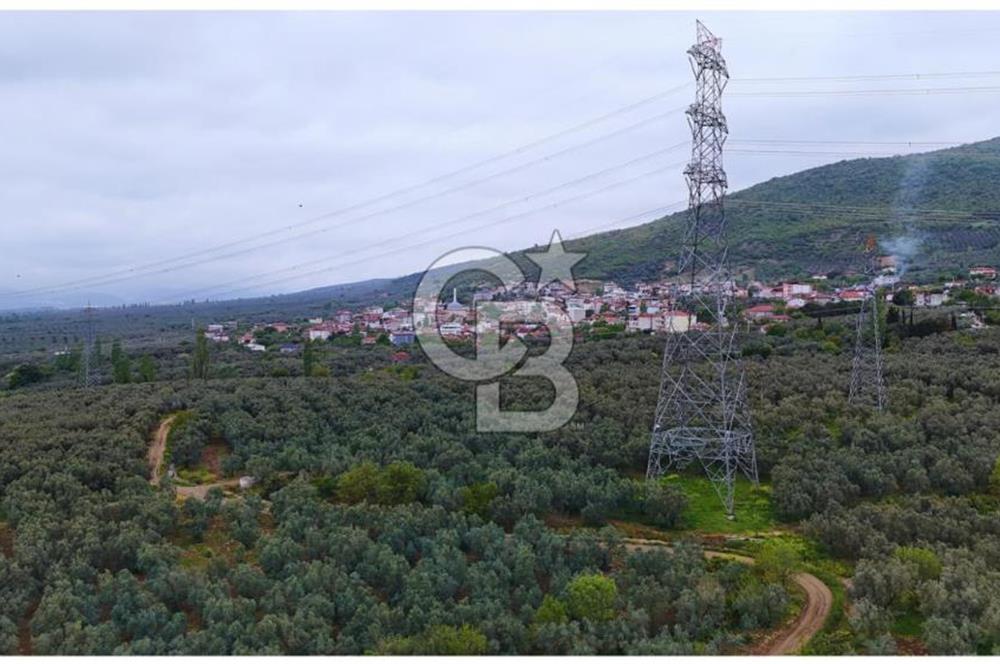 3.722 M2 SATILIK ZEYTİNLİK