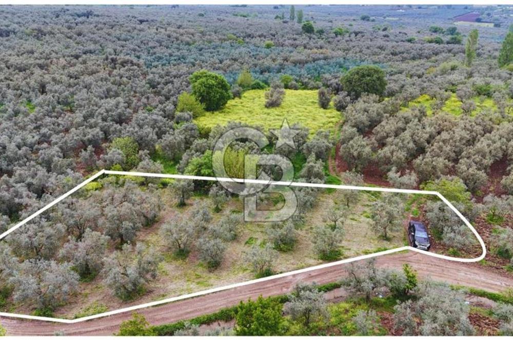 3.722 M2 SATILIK ZEYTİNLİK