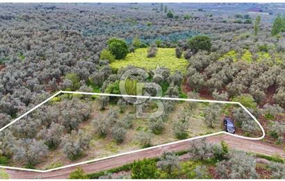 3.722 M2 SATILIK ZEYTİNLİK