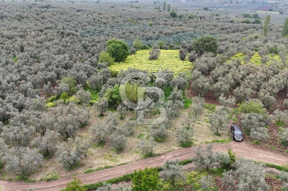 3.722 M2 SATILIK ZEYTİNLİK