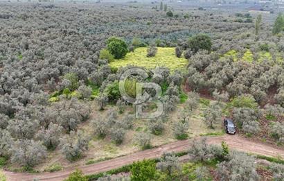 3.722 M2 SATILIK ZEYTİNLİK