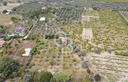 İZMİR KEMALPAŞA AŞAĞI KIZILCA MEVKİİNDE – 3.900 m² MÜSTAKİL TAPULU SATILIK BAĞ NİTELİKLİ ARSA!
