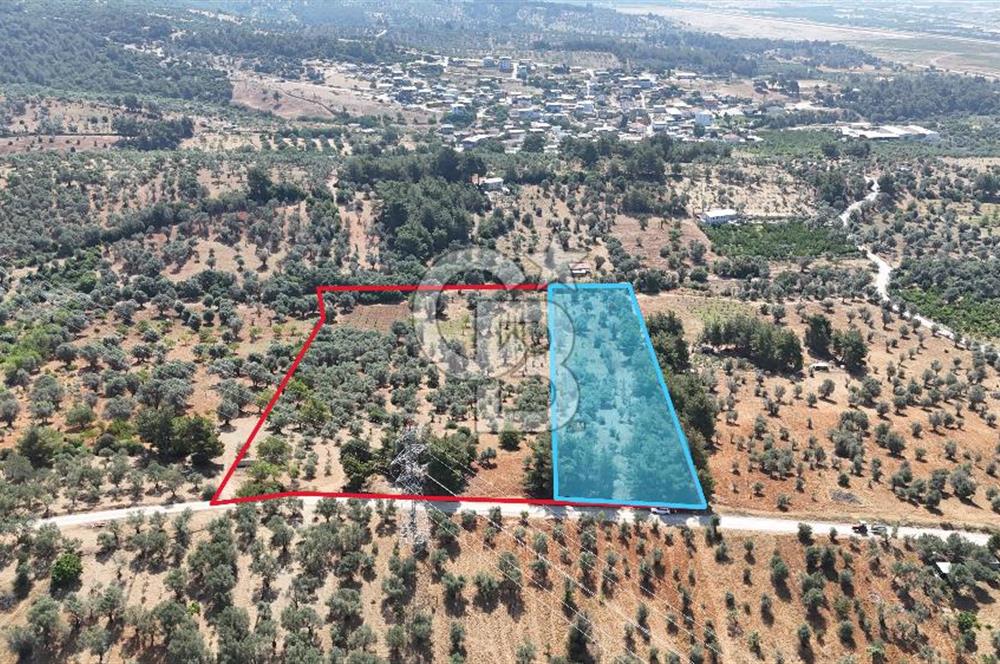 KEMALPAŞA ANSIZCA'DA KUYUCAK SINIRINDA SATILIK 7218M2 ZEYTİNLİK