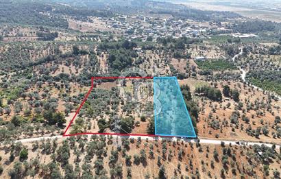 KEMALPAŞA ANSIZCA'DA KUYUCAK SINIRINDA SATILIK 7218M2 ZEYTİNLİK