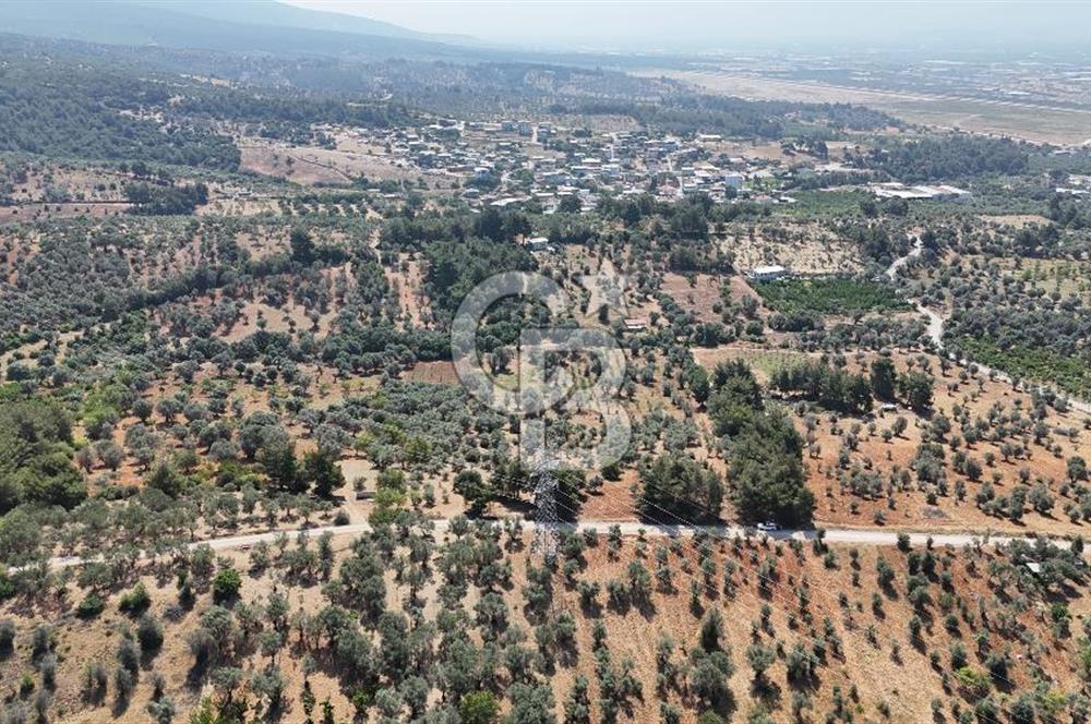KEMALPAŞA ANSIZCA'DA KUYUCAK SINIRINDA SATILIK 7218M2 ZEYTİNLİK