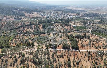 KEMALPAŞA ANSIZCA'DA KUYUCAK SINIRINDA SATILIK 7218M2 ZEYTİNLİK