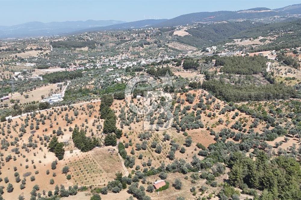 KEMALPAŞA ANSIZCA'DA KUYUCAK SINIRINDA SATILIK 7218M2 ZEYTİNLİK