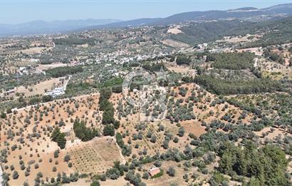 KEMALPAŞA ANSIZCA'DA KUYUCAK SINIRINDA SATILIK 7218M2 ZEYTİNLİK