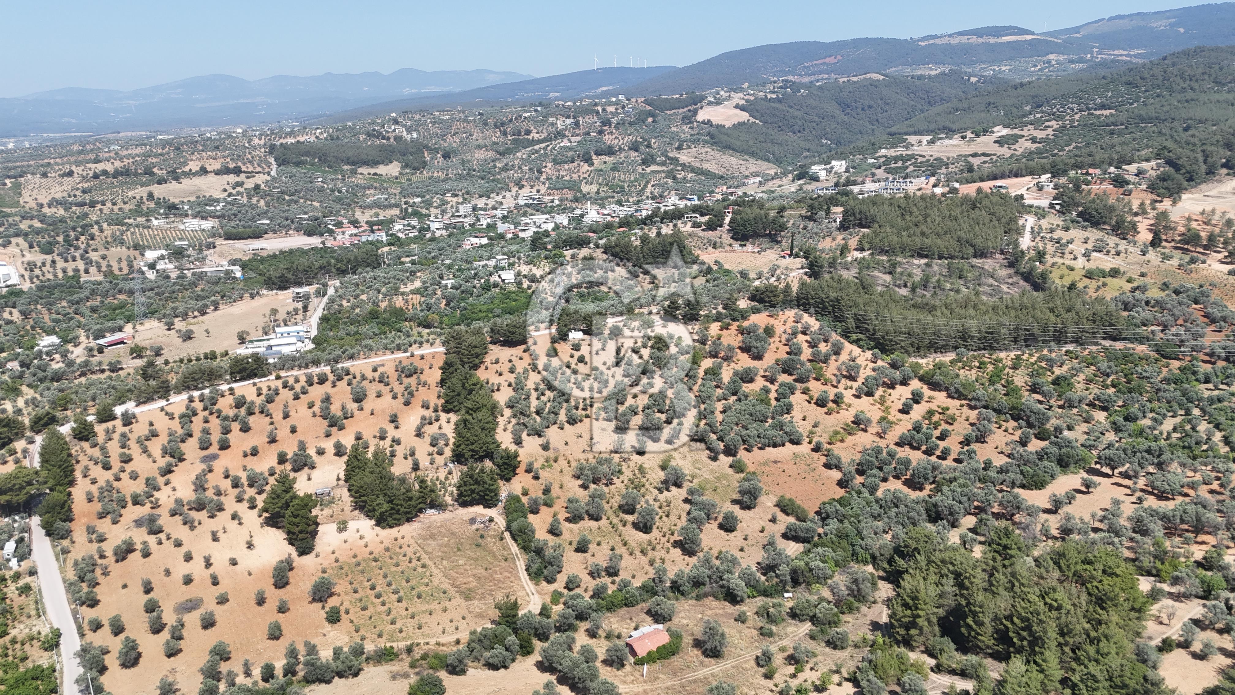 KEMALPAŞA ANSIZCA'DA KUYUCAK SINIRINDA SATILIK 7218M2 ZEYTİNLİK