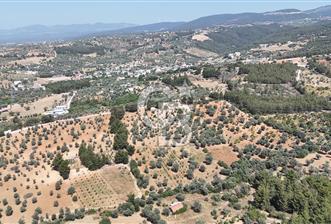 KEMALPAŞA ANSIZCA'DA KUYUCAK SINIRINDA SATILIK 7218M2 ZEYTİNLİK
