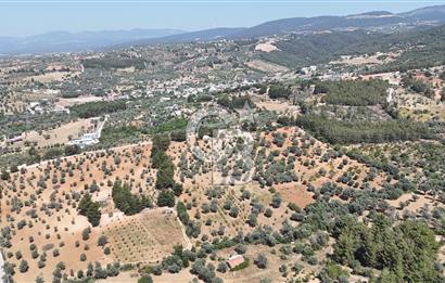 KEMALPAŞA ANSIZCA'DA KUYUCAK SINIRINDA SATILIK 7218M2 ZEYTİNLİK