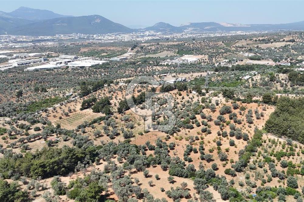 KEMALPAŞA ANSIZCA'DA KUYUCAK SINIRINDA SATILIK 7218M2 ZEYTİNLİK