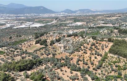 KEMALPAŞA ANSIZCA'DA KUYUCAK SINIRINDA SATILIK 7218M2 ZEYTİNLİK