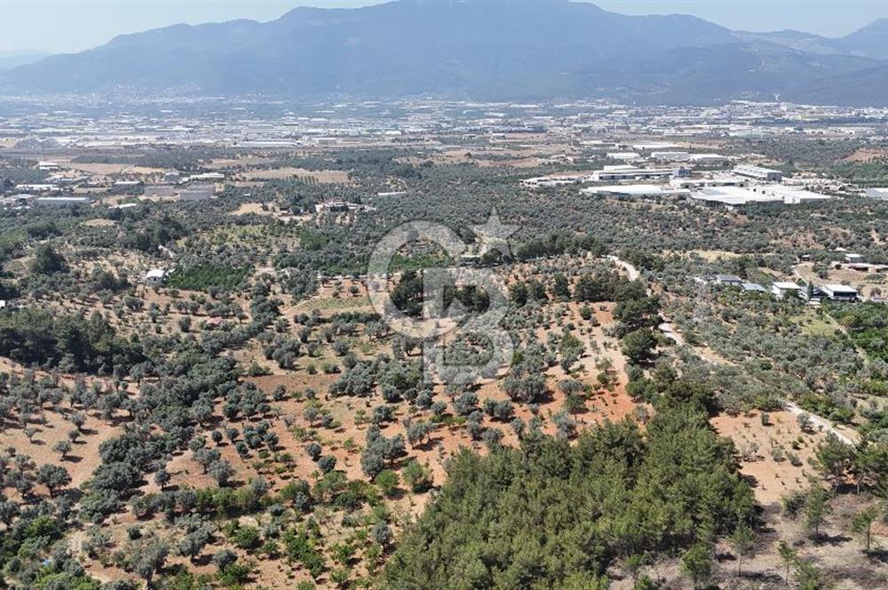 KEMALPAŞA ANSIZCA'DA KUYUCAK SINIRINDA SATILIK 7218M2 ZEYTİNLİK