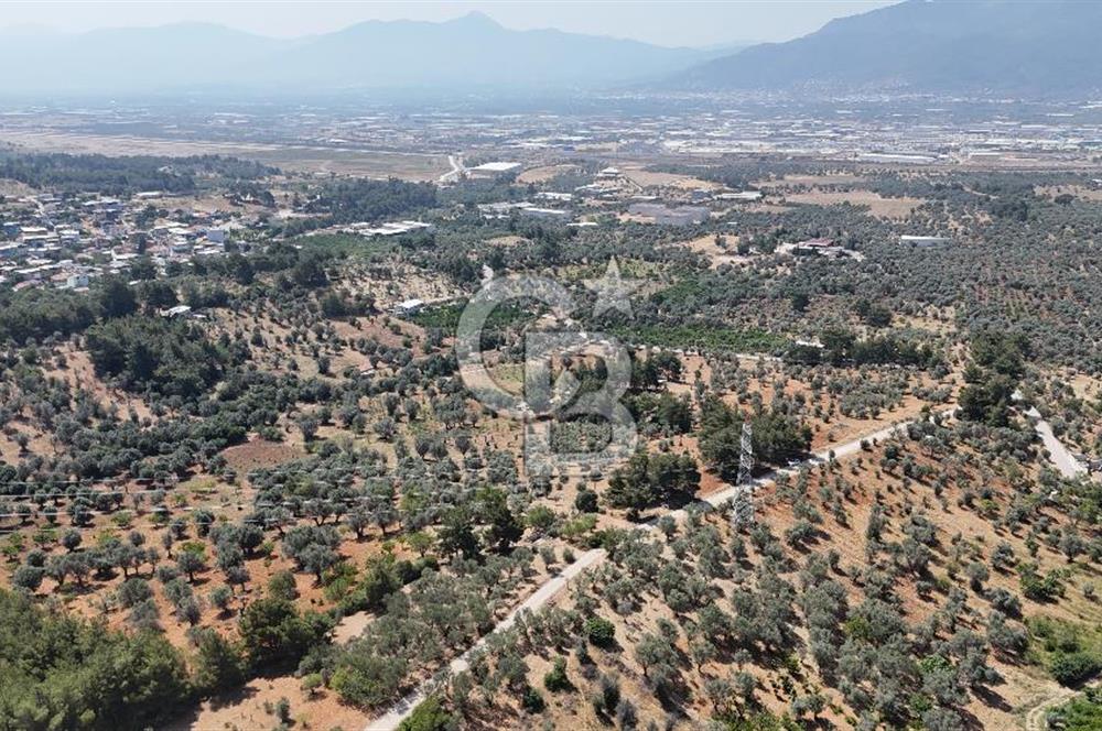 KEMALPAŞA ANSIZCA'DA KUYUCAK SINIRINDA SATILIK 7218M2 ZEYTİNLİK