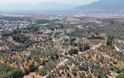 KEMALPAŞA ANSIZCA'DA KUYUCAK SINIRINDA SATILIK 7218M2 ZEYTİNLİK