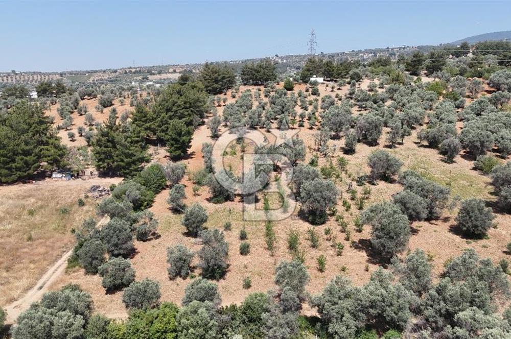 KEMALPAŞA ANSIZCA'DA KUYUCAK SINIRINDA SATILIK 7218M2 ZEYTİNLİK