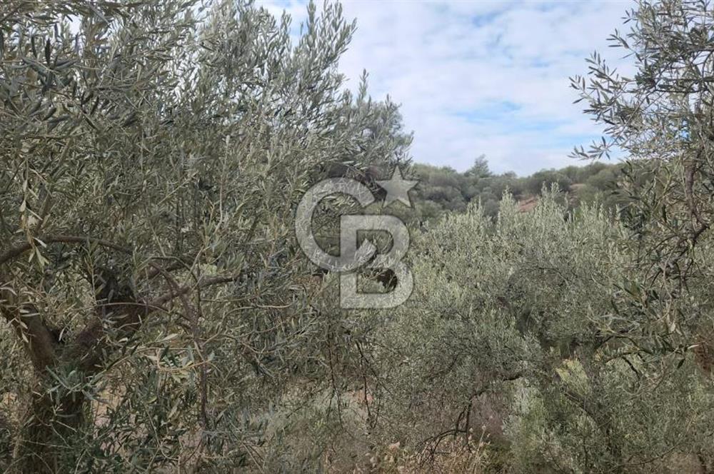 BERGAMA ZEYTİNDAĞ'DA İYİ KONUMDA SATILIK ZEYTİNLİK