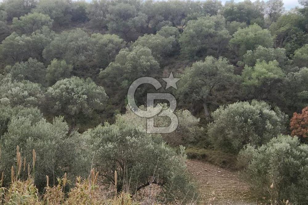 BERGAMA ZEYTİNDAĞ'DA İYİ KONUMDA SATILIK ZEYTİNLİK