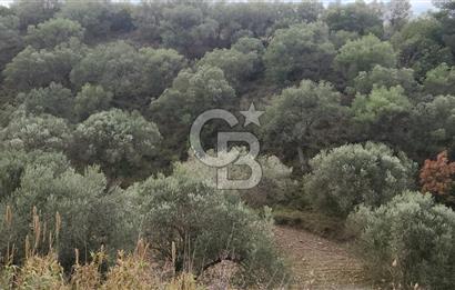 BERGAMA ZEYTİNDAĞ'DA İYİ KONUMDA SATILIK ZEYTİNLİK