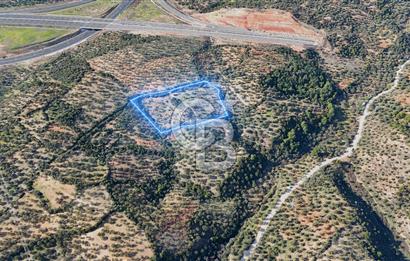 BERGAMA ZEYTİNDAĞ'DA İYİ KONUMDA SATILIK ZEYTİNLİK