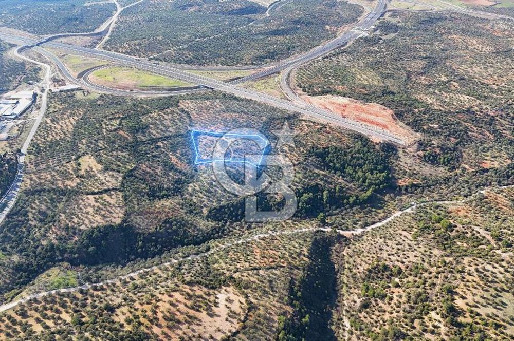 BERGAMA ZEYTİNDAĞ'DA İYİ KONUMDA SATILIK ZEYTİNLİK