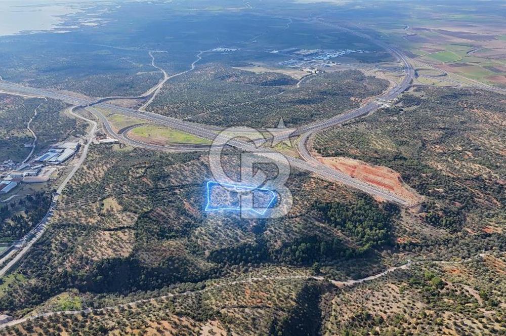 BERGAMA ZEYTİNDAĞ'DA İYİ KONUMDA SATILIK ZEYTİNLİK