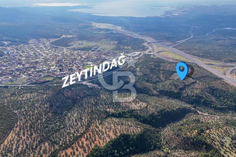 BERGAMA ZEYTİNDAĞ'DA İYİ KONUMDA SATILIK ZEYTİNLİK