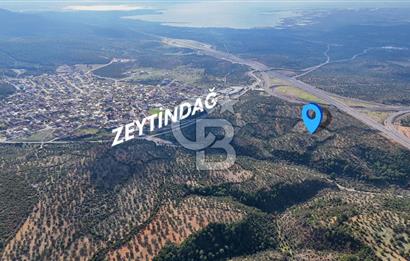 BERGAMA ZEYTİNDAĞ'DA İYİ KONUMDA SATILIK ZEYTİNLİK