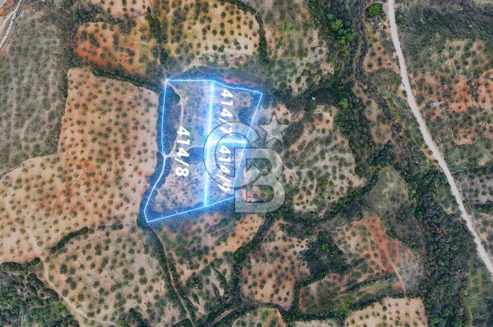 BERGAMA ZEYTİNDAĞ'DA İYİ KONUMDA SATILIK ZEYTİNLİK
