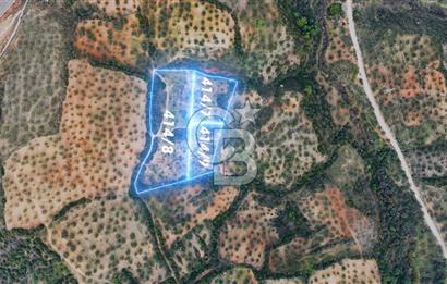 BERGAMA ZEYTİNDAĞ'DA İYİ KONUMDA SATILIK ZEYTİNLİK