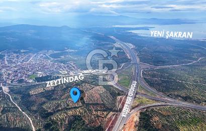 BERGAMA ZEYTİNDAĞ'DA İYİ KONUMDA SATILIK ZEYTİNLİK