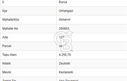 CB CLASS BURSA -ORHANGAZİ- AKHAREM 4.258 m² SATILIK ZEYTİNLİK