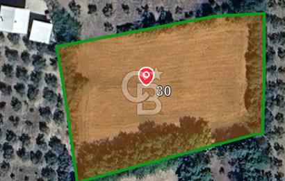 CB CLASS BURSA -ORHANGAZİ- AKHAREM 4.258 m² SATILIK ZEYTİNLİK