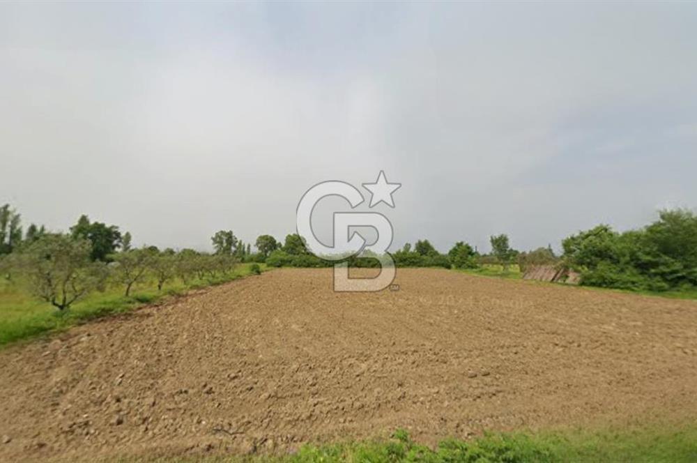CB CLASS BURSA -ORHANGAZİ- AKHAREM 4.258 m² SATILIK ZEYTİNLİK