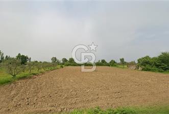 CB CLASS BURSA -ORHANGAZİ- AKHAREM 4.258 m² SATILIK ZEYTİNLİK