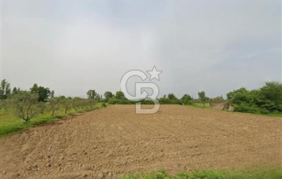 CB CLASS BURSA -ORHANGAZİ- AKHAREM 4.258 m² SATILIK ZEYTİNLİK