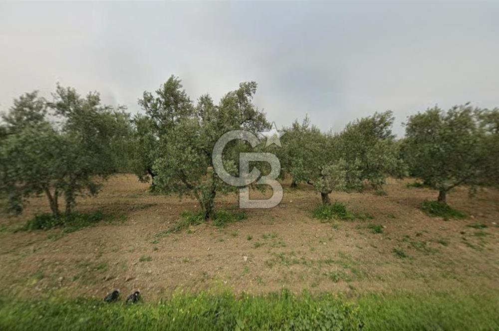 CB CLASS BURSA -ORHANGAZİ- AKHAREM 1.154 m² SATILIK ZEYTİNLİK