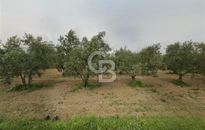 CB CLASS BURSA -ORHANGAZİ- AKHAREM 1.154 m² SATILIK ZEYTİNLİK