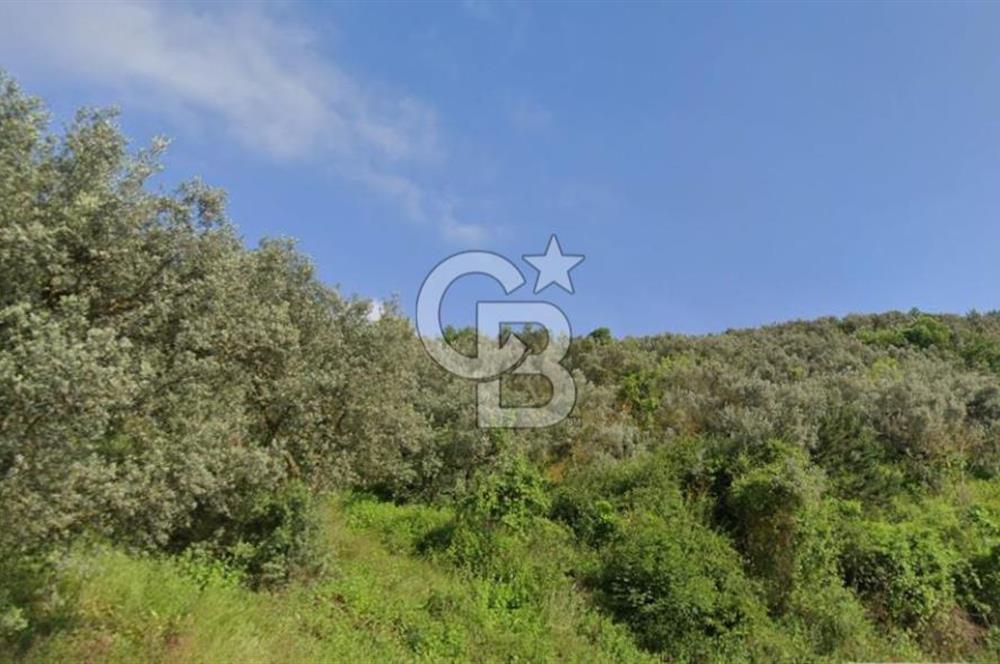 CB CLASS BURSA -ORHANGAZİ- AKHAREM 552 m² TARLA