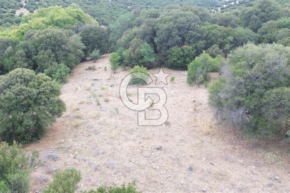 ÇANAKKALE İLİ EZİNE İLÇESİ BOZELİ KÖYÜ 5.5 DÖNÜM SATILIK TARLA