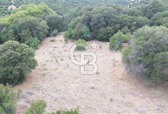 ÇANAKKALE İLİ EZİNE İLÇESİ BOZELİ KÖYÜ 5.5 DÖNÜM SATILIK TARLA