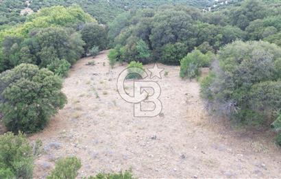 ÇANAKKALE İLİ EZİNE İLÇESİ BOZELİ KÖYÜ 5.5 DÖNÜM SATILIK TARLA