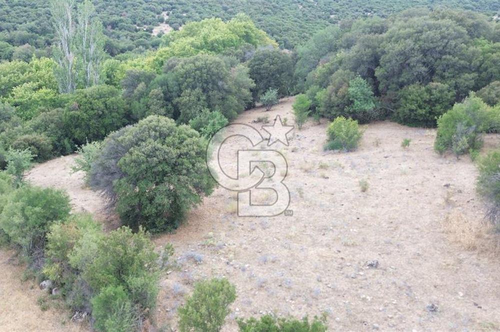 ÇANAKKALE İLİ EZİNE İLÇESİ BOZELİ KÖYÜ 5.5 DÖNÜM SATILIK TARLA