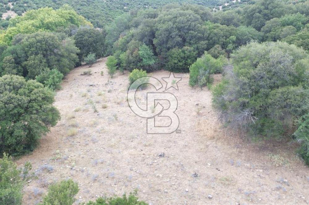 ÇANAKKALE İLİ EZİNE İLÇESİ BOZELİ KÖYÜ 5.5 DÖNÜM SATILIK TARLA