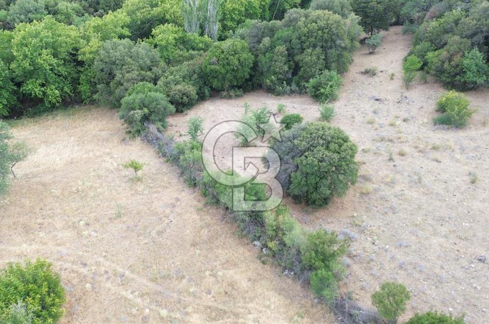 ÇANAKKALE İLİ EZİNE İLÇESİ BOZELİ KÖYÜ 5.5 DÖNÜM SATILIK TARLA