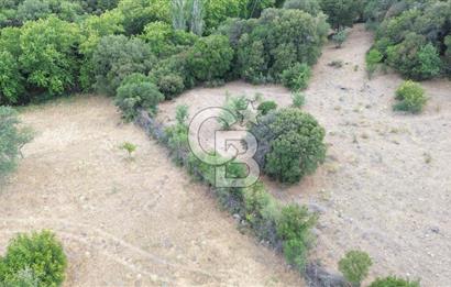 ÇANAKKALE İLİ EZİNE İLÇESİ BOZELİ KÖYÜ 5.5 DÖNÜM SATILIK TARLA