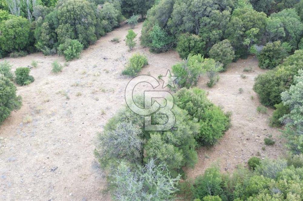 ÇANAKKALE İLİ EZİNE İLÇESİ BOZELİ KÖYÜ 5.5 DÖNÜM SATILIK TARLA
