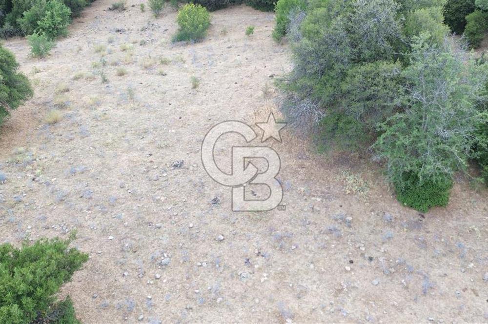 ÇANAKKALE İLİ EZİNE İLÇESİ BOZELİ KÖYÜ 5.5 DÖNÜM SATILIK TARLA