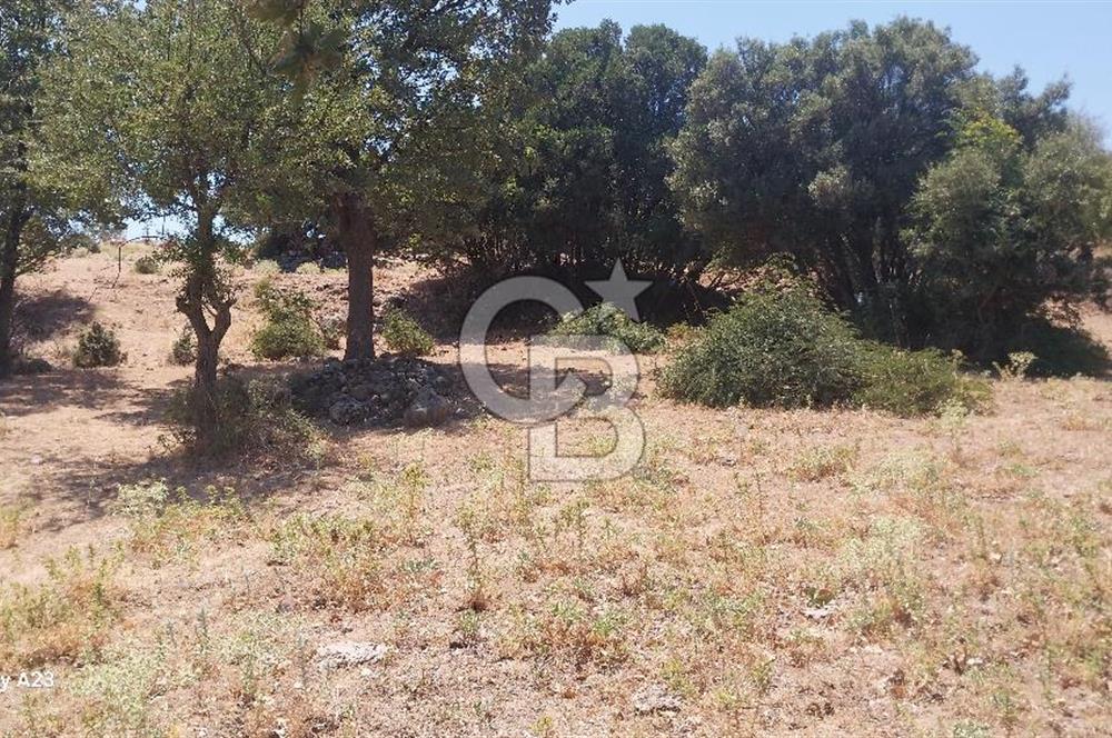 Çanakkale Ayvacık Budaklar Villa Arsası